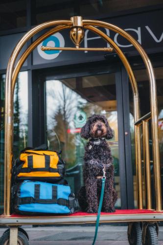 Whistler Village Hotel | Aava Whistler Hotel