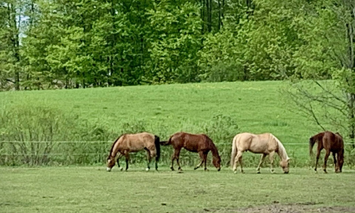 Brighton Other | Beautiful farmhouse with horses, pet friendly & close to Prince Edward County.