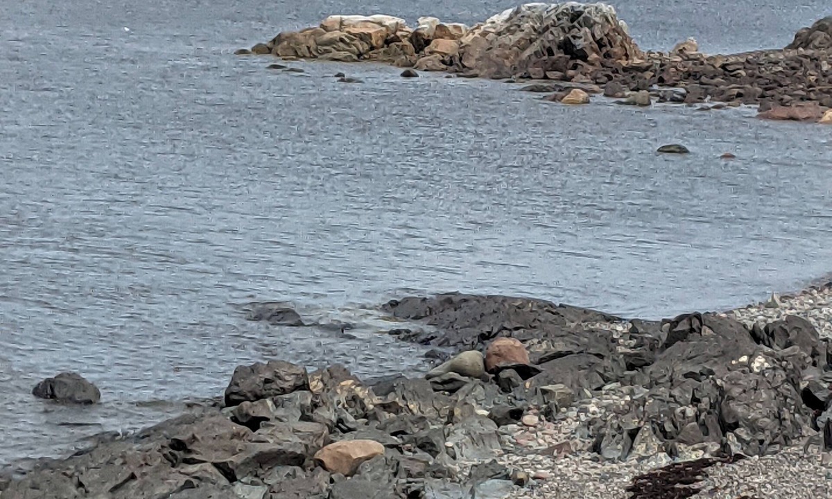 Newfoundland House | Little Burnt Bay Paradise
