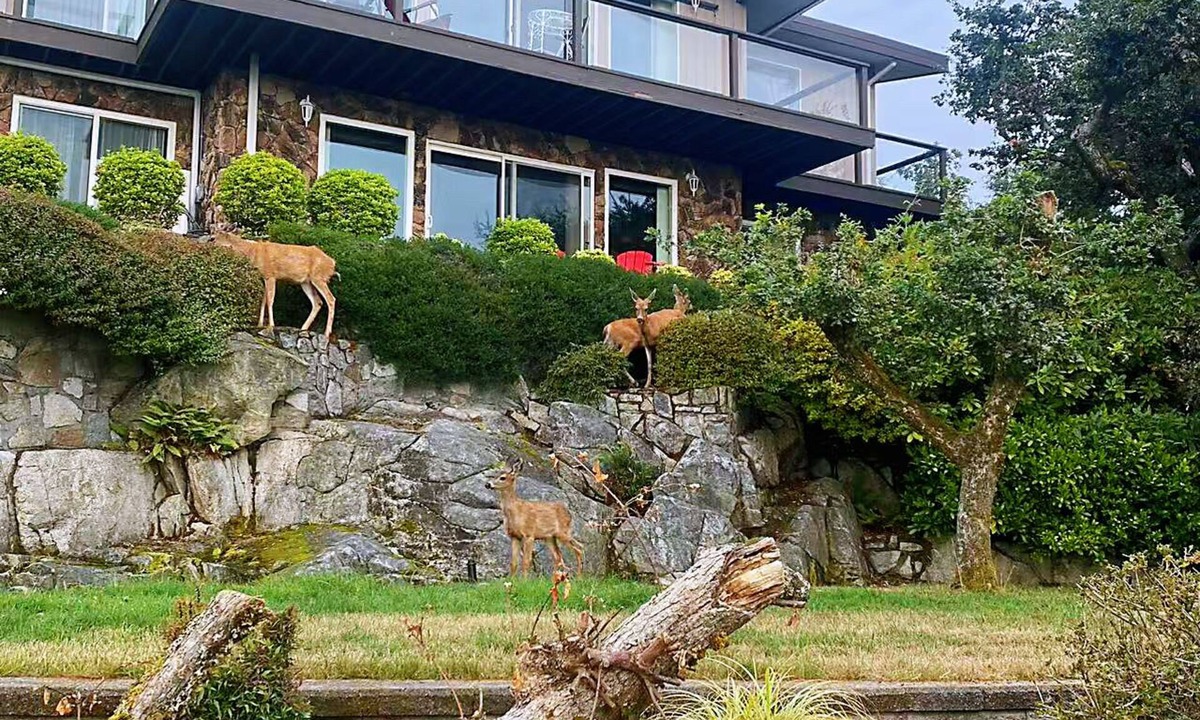 Regional District of Nanaimo House | Oceanview Guesthouse