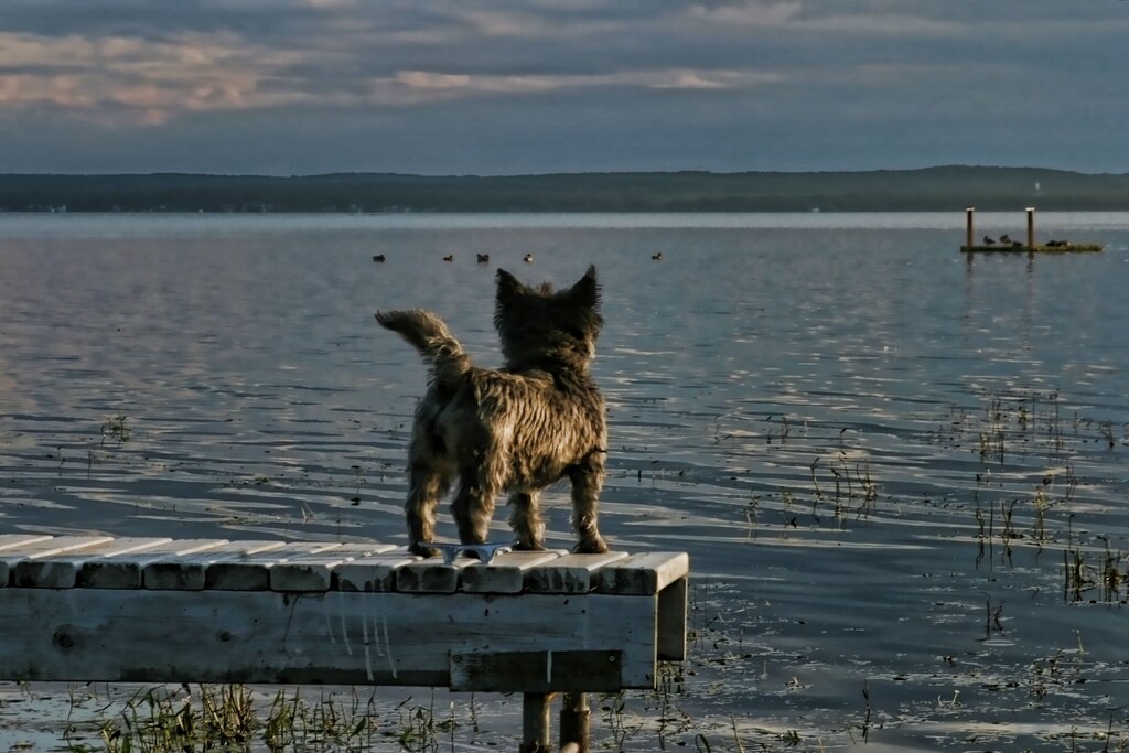 Division No. 11 Cabin | Pretty Little Pet Friendly Pigeon Lake Cabin for Rent, plus option to add RV