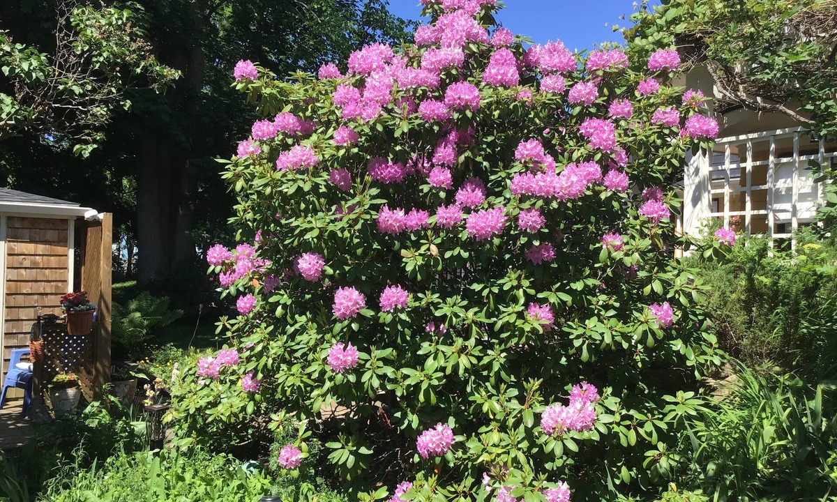 Wolfville Bed & Breakfast | The Stella Rose B&B