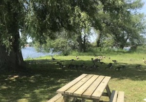 #3 Family and pet friendly - monthly/seasonal rental