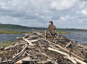 Lakefront Marina | Loon Lake