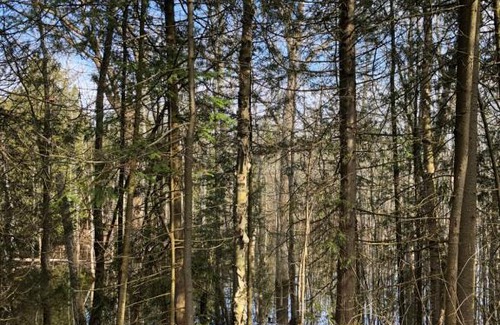 Lion's Head House | The Whippoorwill Cottage - NBP-2022-201