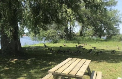 Brighton Cottage | #3 Family and pet friendly - monthly/seasonal rental
