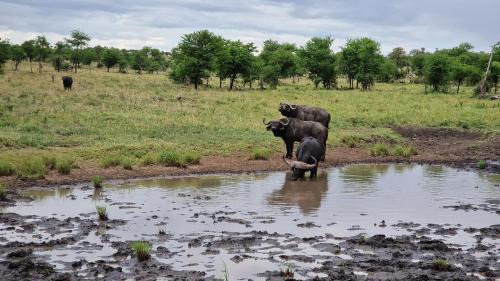 Sinoni Other | Africa Safari Serengeti Kusini