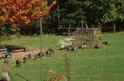 Sutton Bed & Breakfast | B&B Pinorama