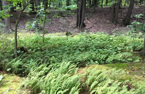 Potton Cabin | Enjoy a peaceful getaway on Lake Memphremagog in charming sixties-era cottage.
