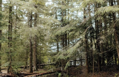 Fraser Valley Regional District Cabin | Entire Cabin near Manning Park tucked away in the mountains!