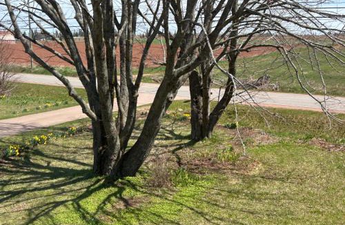 Borden-Carleton Apartment | Garden View near Confederation Bridge and Beaches