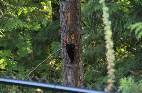 Maple Ridge House | Golden Ears Nature's Delight