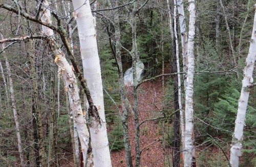 Mauricie Bed & Breakfast | La maison sous les arbres