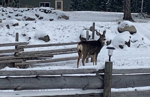 Deka Lake Cabin | Private lake view cabin. Steps away to Higgins Lake