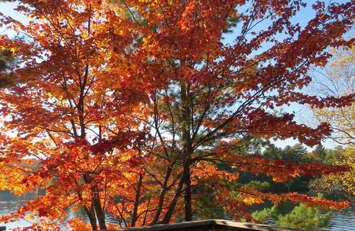 Scotia Cottage | Stunning Private Island on beautiful Clear Lake just minutes from Huntsville