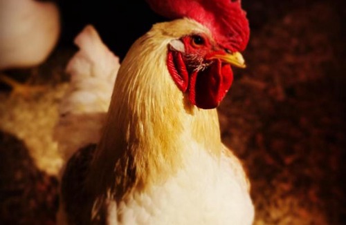 Kawartha Lakes House | Thunderbird Farm