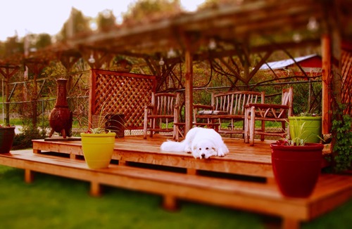 North Oyster Apartment | Two Dogs Inn A Pet Friendly Hidden Gem