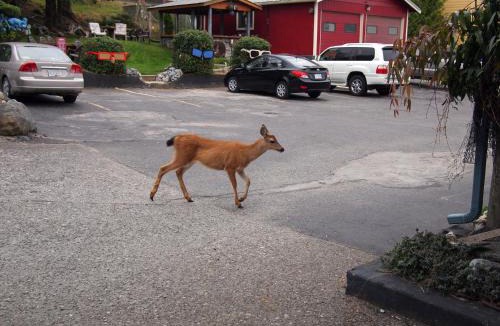 Ucluelet Hotel | West Coast Motel on the Harbour