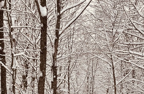 Tingwick Apartment | Wonderful ski in ski out