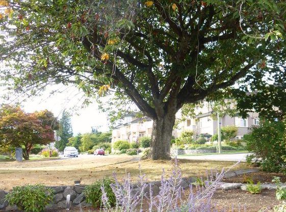 Unlock The Treasures Of North Vancouver