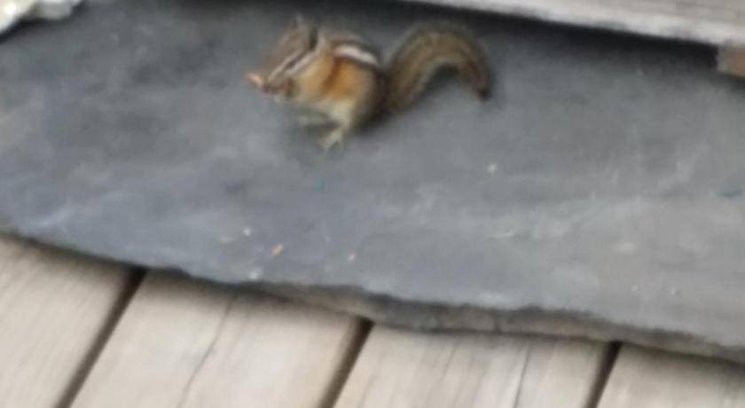 Photo of Others in East Kootenay