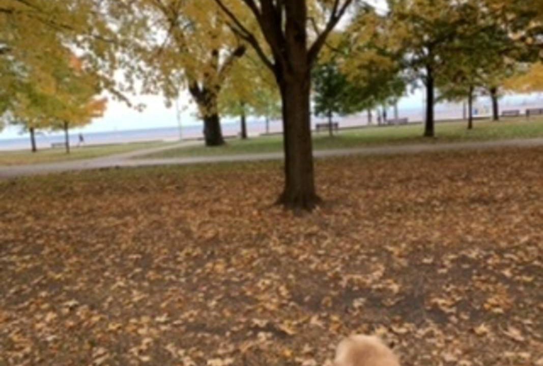 Photo of Others in Upper Beaches