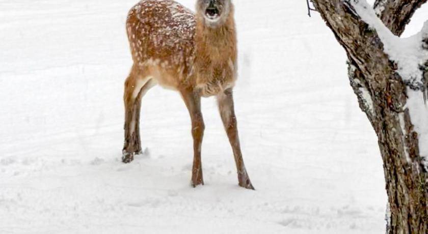 Photo of Others in Mont-Tremblant
