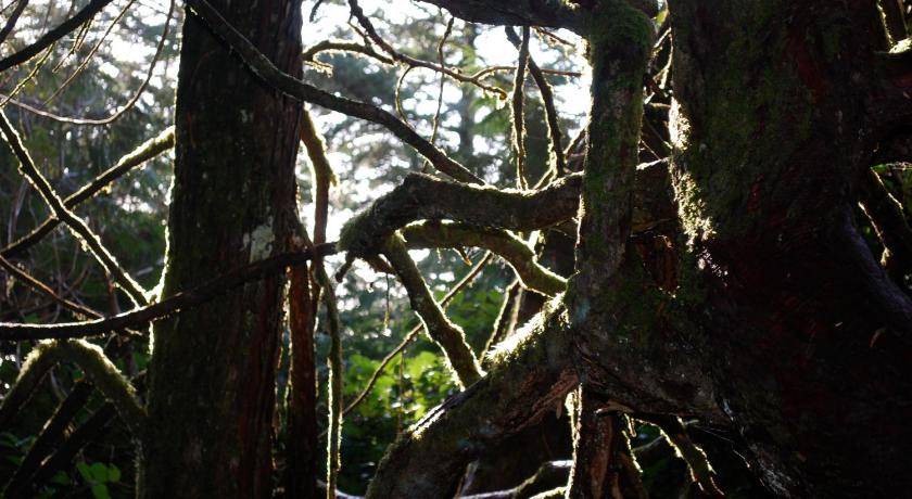 Photo of Others in Ucluelet