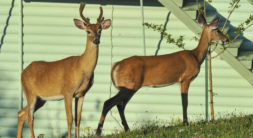 Photo of Others in Perce