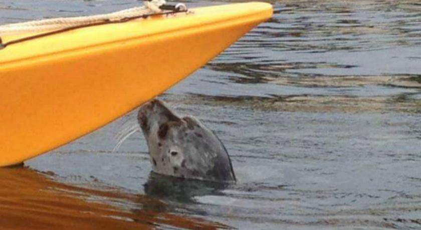 Photo of Others in Inner Harbour