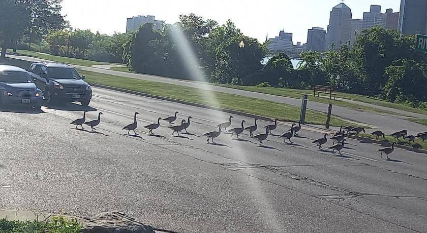 Photo of Others in Walkerville