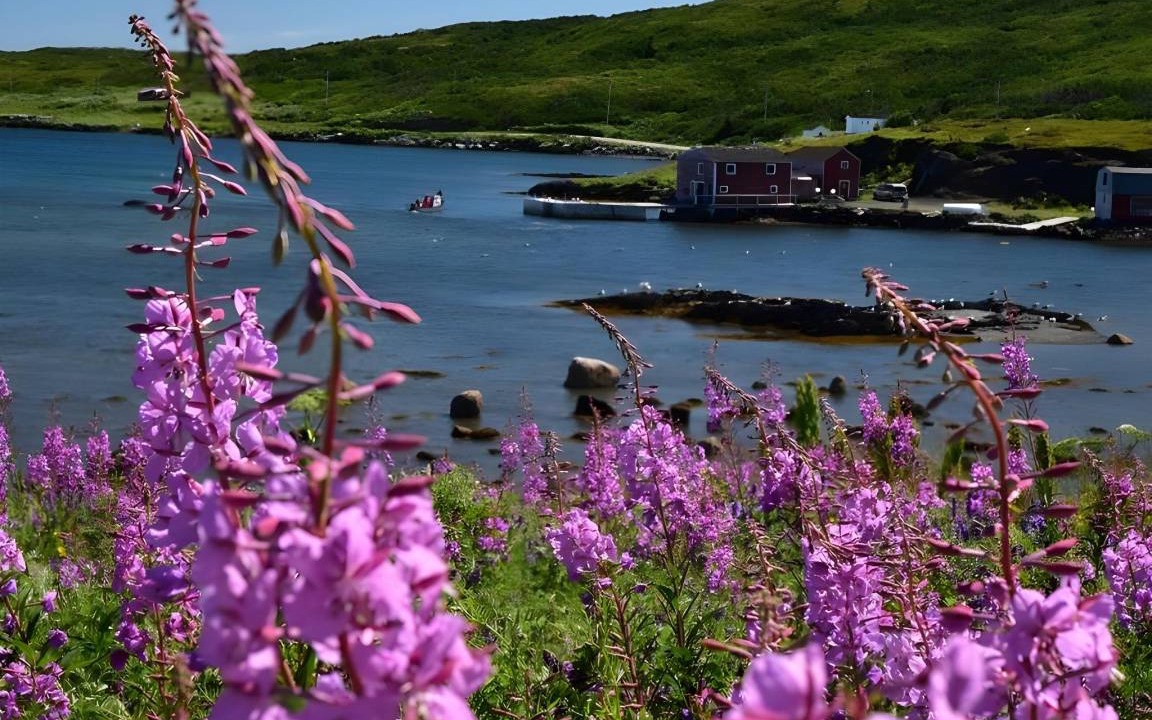 Photo of Others in Saint Lunaire-Griquet