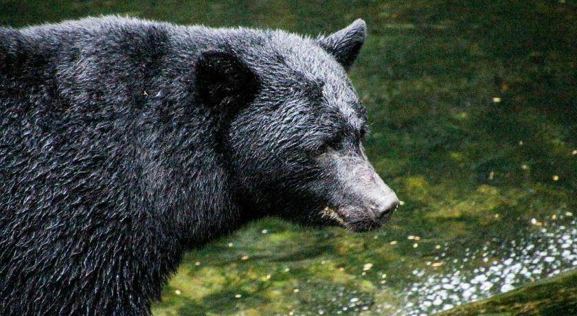 Photo of Others in Ucluelet