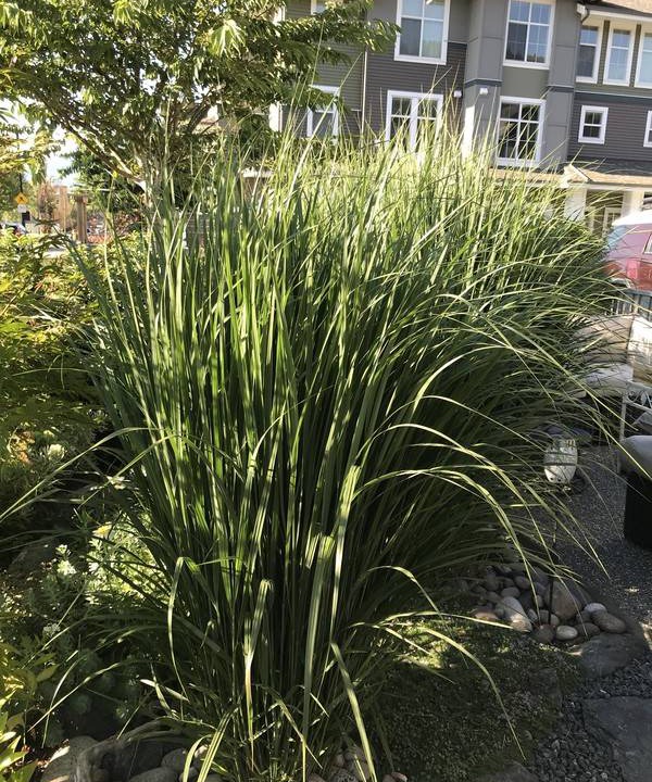 Photo of Outdoor in Pinehouse