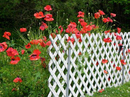 Photo of Others in Lunenburg