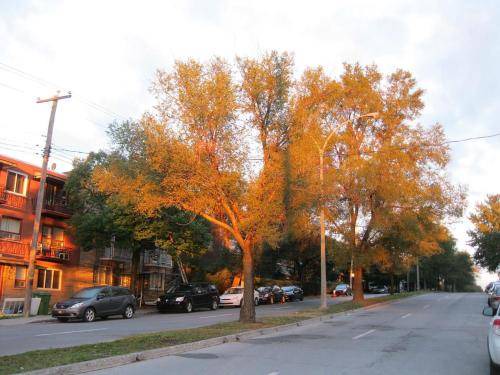 Photo of Others in Nouveau-Rosemont