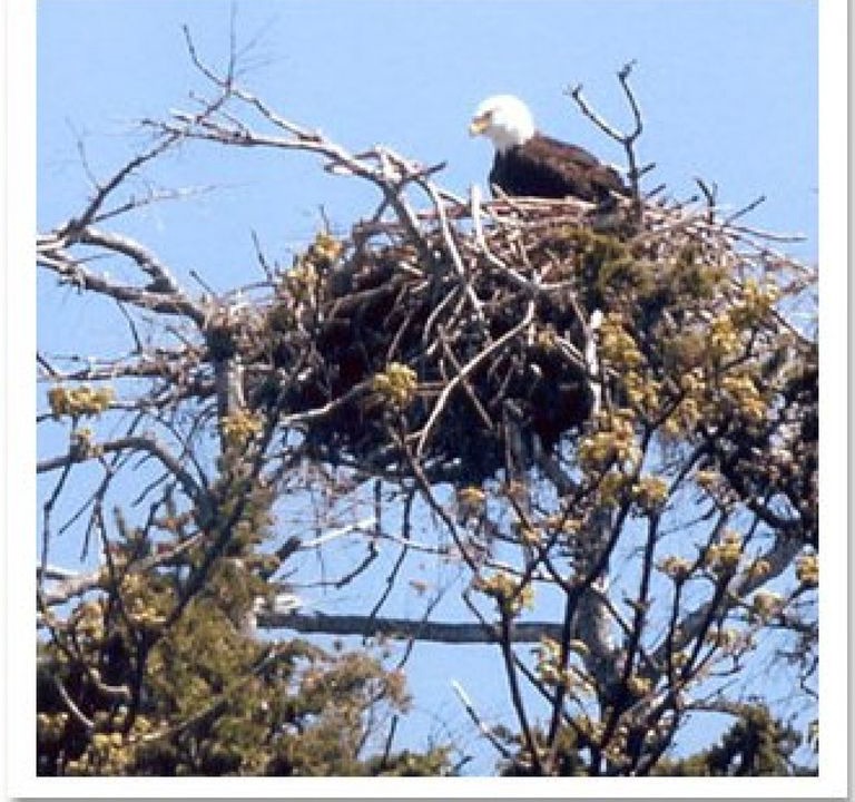 Photo of Others in Mayne Island