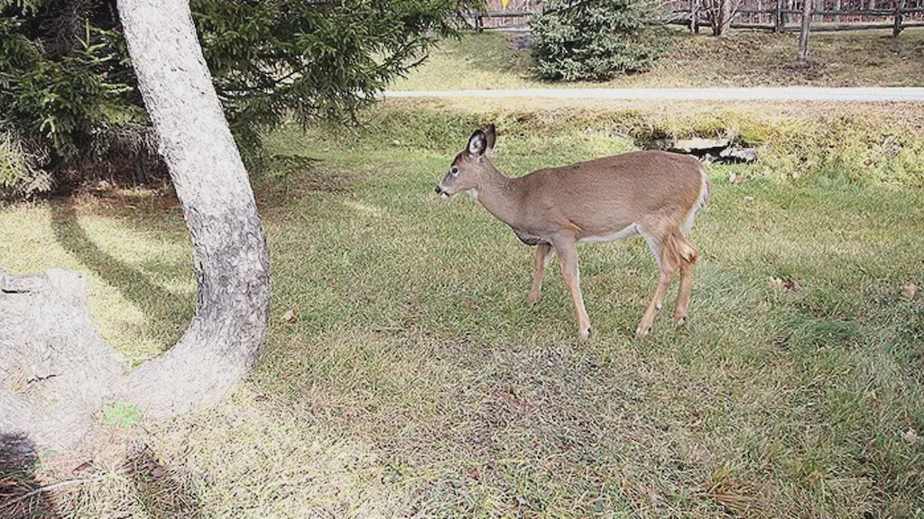 Photo of Others in Mont-Tremblant