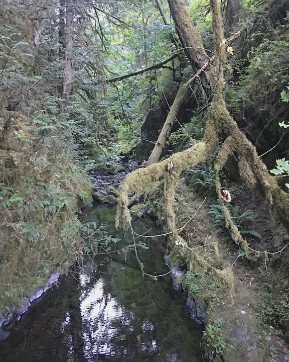 Photo of Others in Port Renfrew