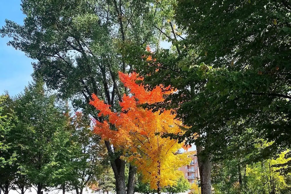 Photo of Outdoor in Magog