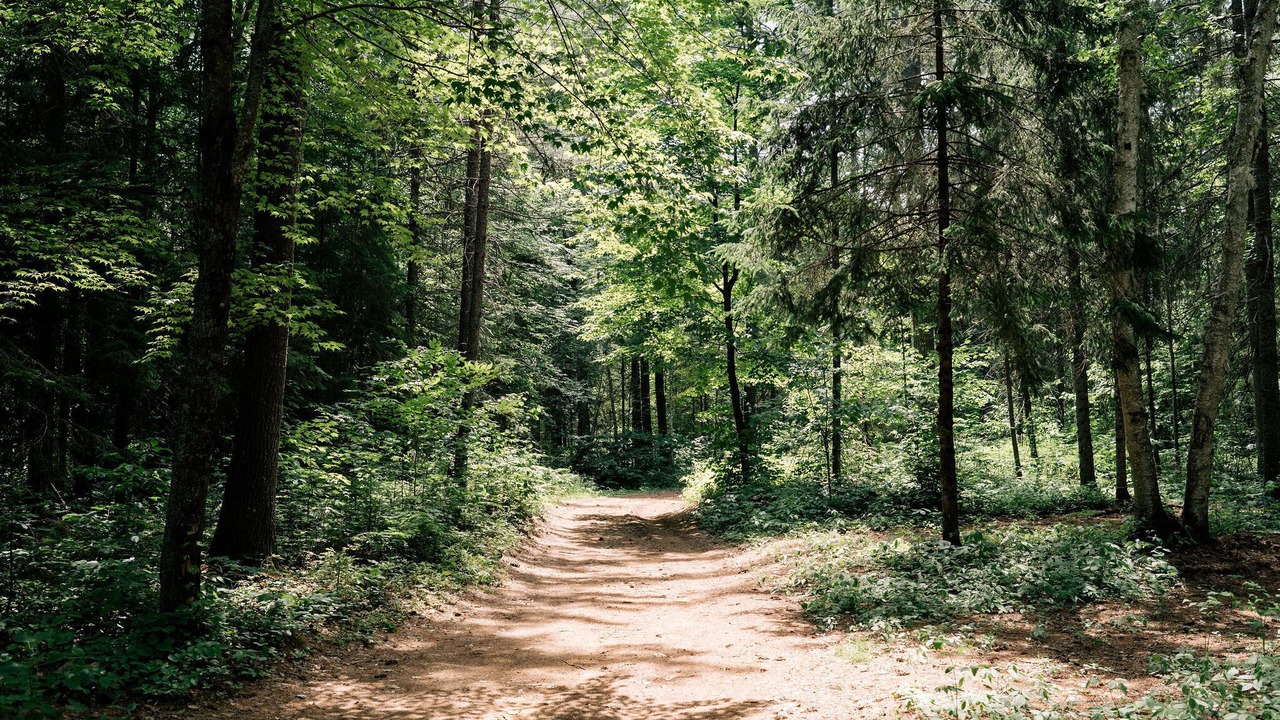 Photo of Outdoor in Harcourt