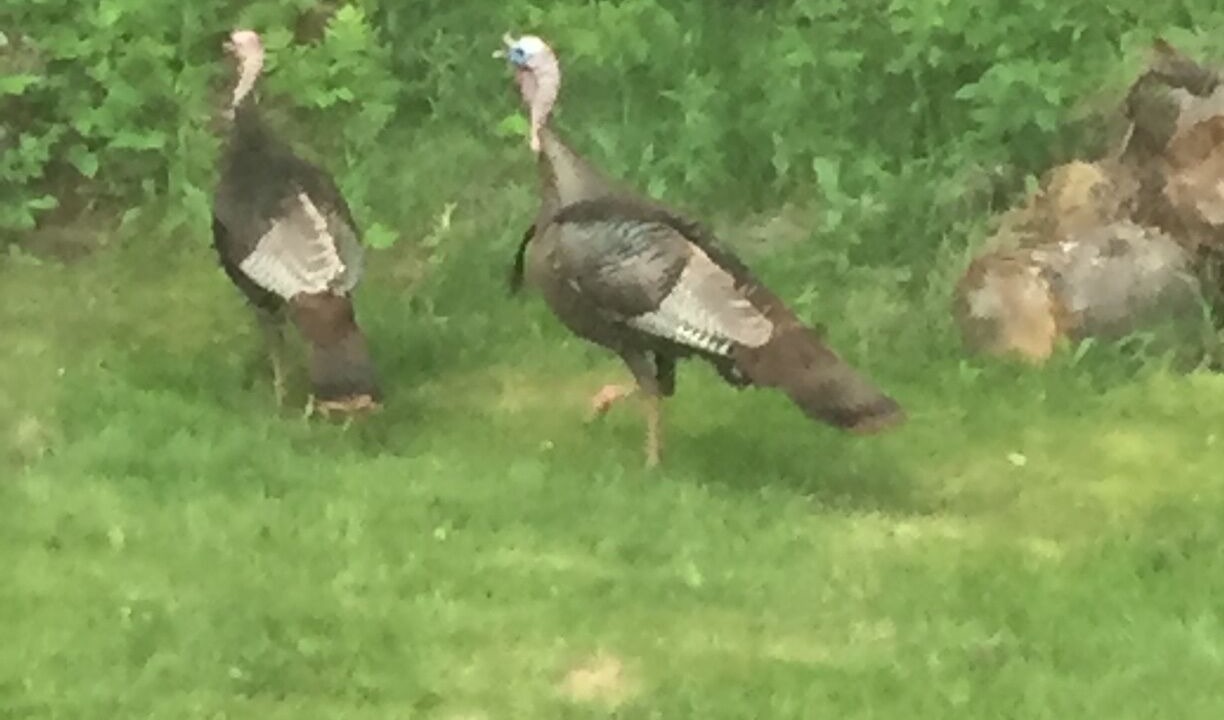 Photo of Outdoor in Highlands East