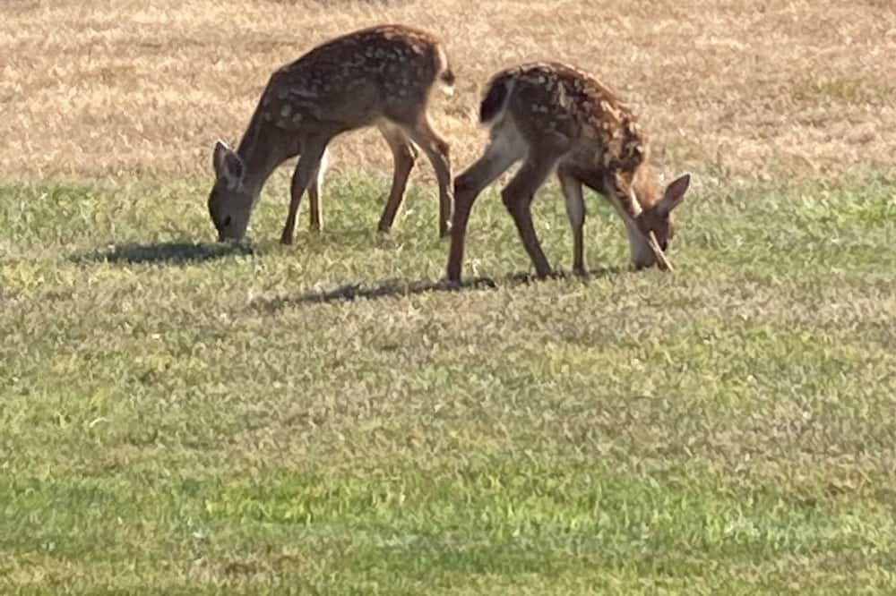 Photo of Outdoor in Comox