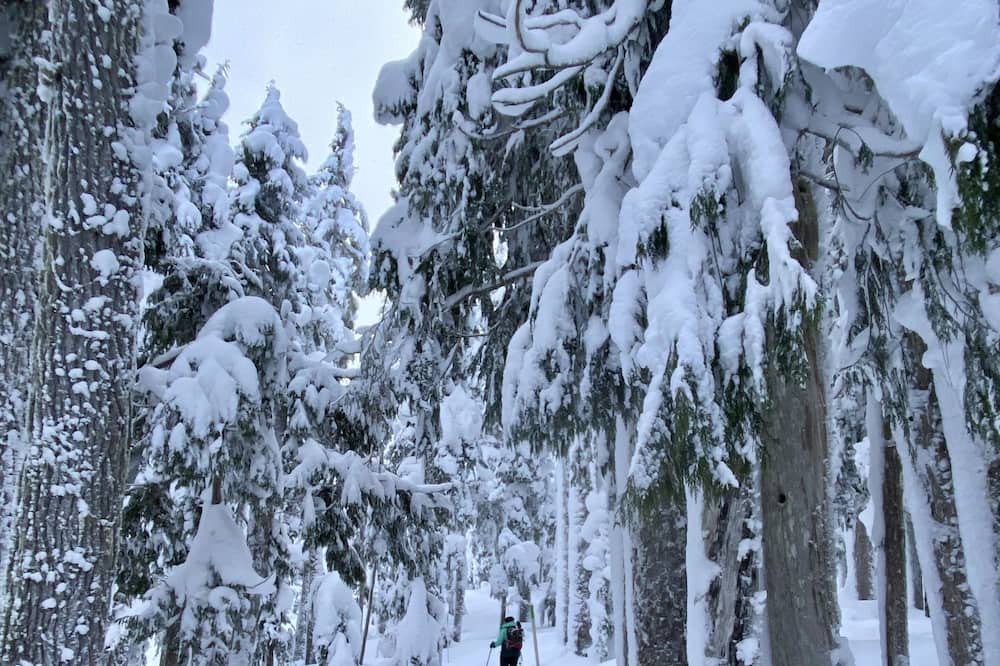 Photo of Others in Comox