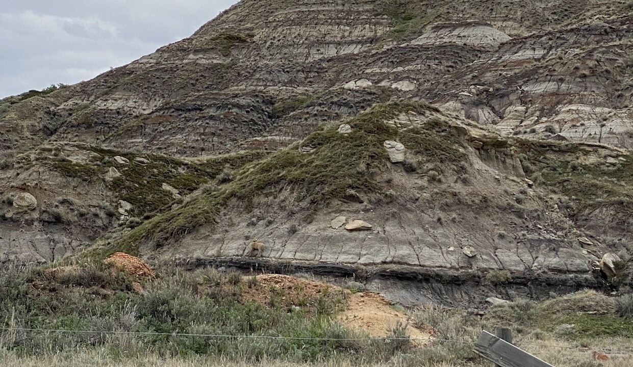 Photo of Others in Drumheller