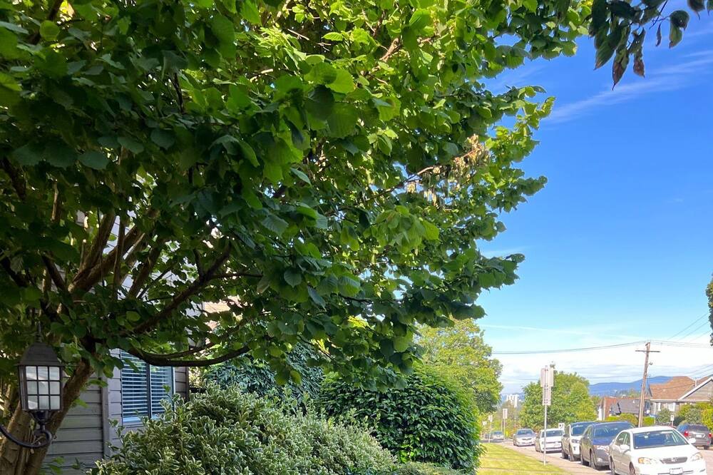 Photo of Outdoor in Central Lonsdale