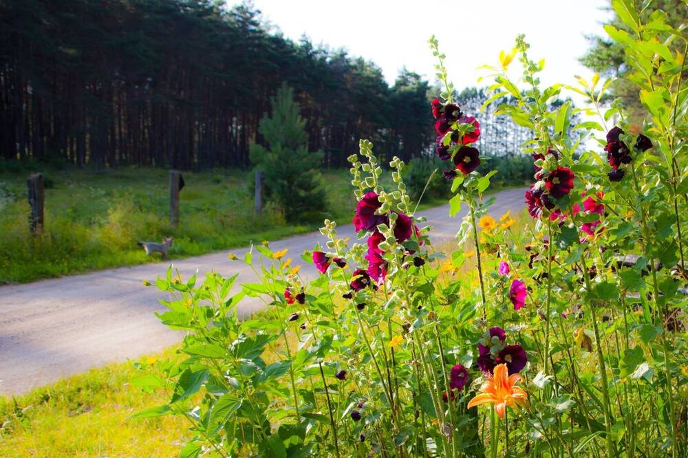 Photo of Outdoor in Joly