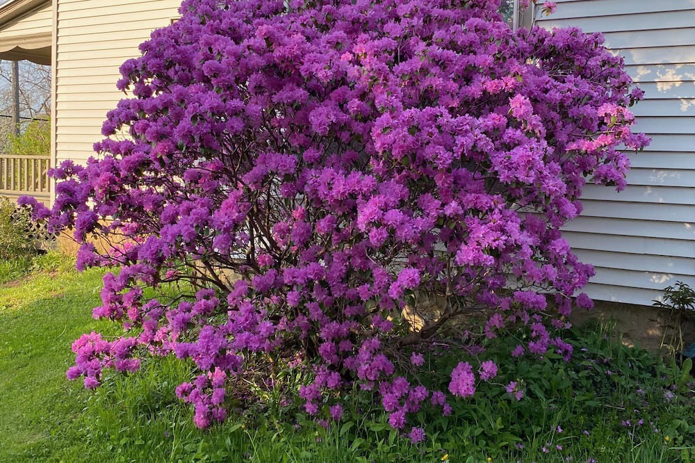 Photo of Outdoor in Cornwallis