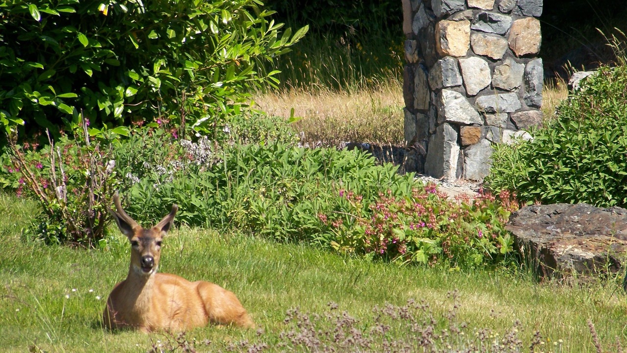 Photo of Others in Sooke