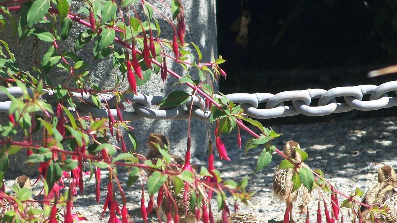 Photo of Others in Sooke